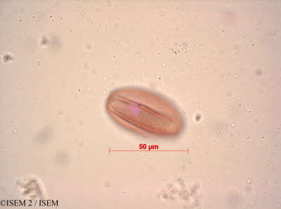 ISEM 2/Heliophila_pendula_33567/Heliophila_pendula_33567_0001(copy)_thumb.jpg